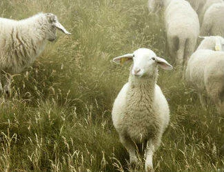  2015/10/Sheep-on-hillside-324x250-1.jpg 
